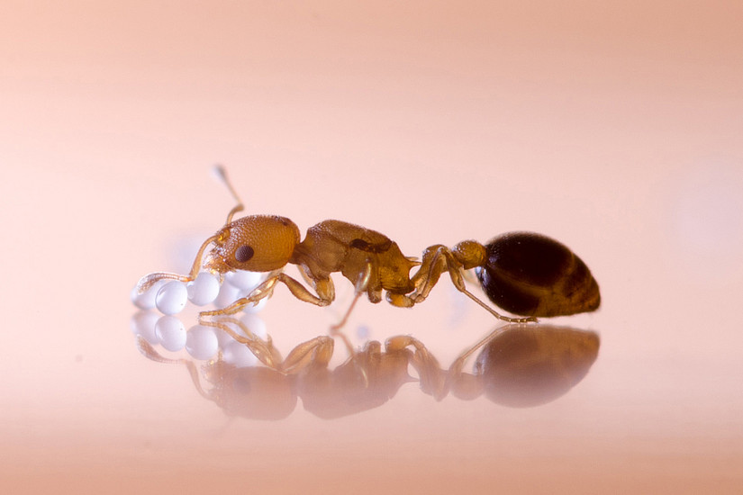 Ameisen-Königin bei der Pflege ihrer Eier. Foto: Matti Leponiemi