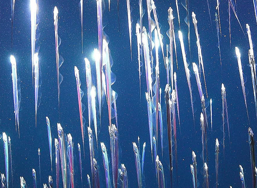 Emilija Škarnulytė: Aphotic Zone, 2022 