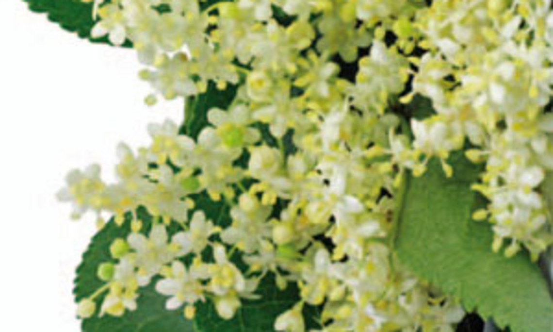 Flyer-Cover: Holunderblüte