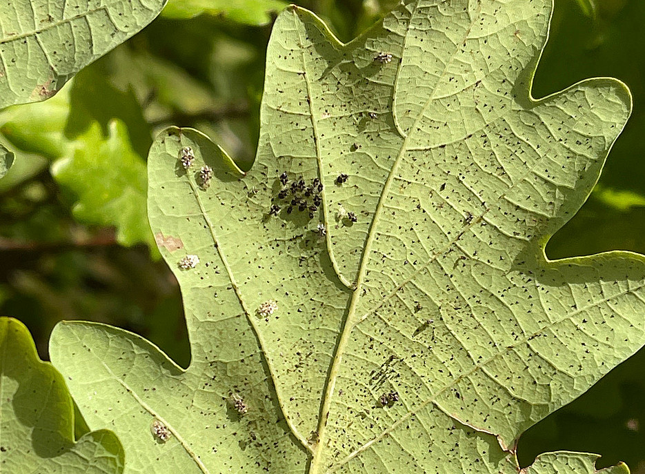 Oak leaf with black eggs of the oak lace bug ©University of Graz/Kunz