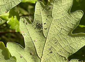 Oak leaf with black eggs of the oak lace bug