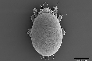 Die Hornmilbe "Hermanniella" in einer Aufnahme mittels Rasterelektronen-Mikroskop - sie putzt ihren Lebensraum mit hocheffektiven Sekreten. Foto: Edith Stabentheiner.  