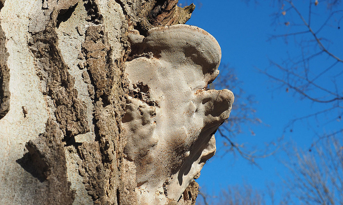 Der Eschenbaumschwamm hat sich am amerikanischen Zürgelbaum im Botanischen Garten breit gemacht. Nun muss der Baum gefällt werden. Foto: Uni Graz/Grube
