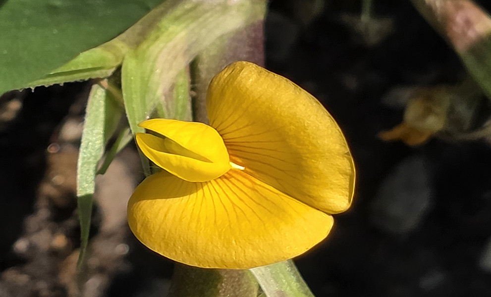 Erdnussblüte