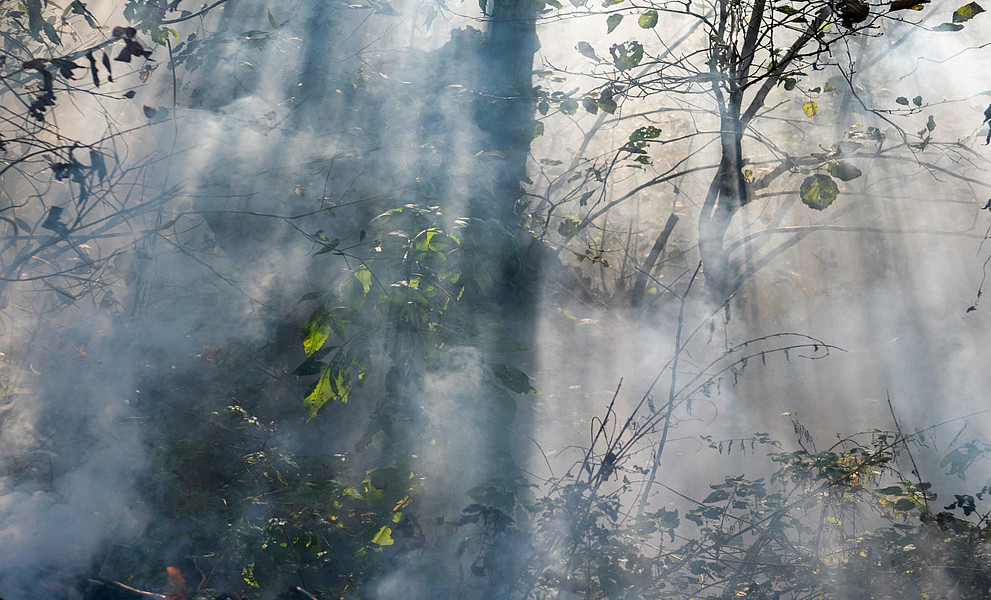 A dense forest scene veiled in thick smoke or mist, where pale rays of light pierce through bare branches and scattered green leaves, creating an e