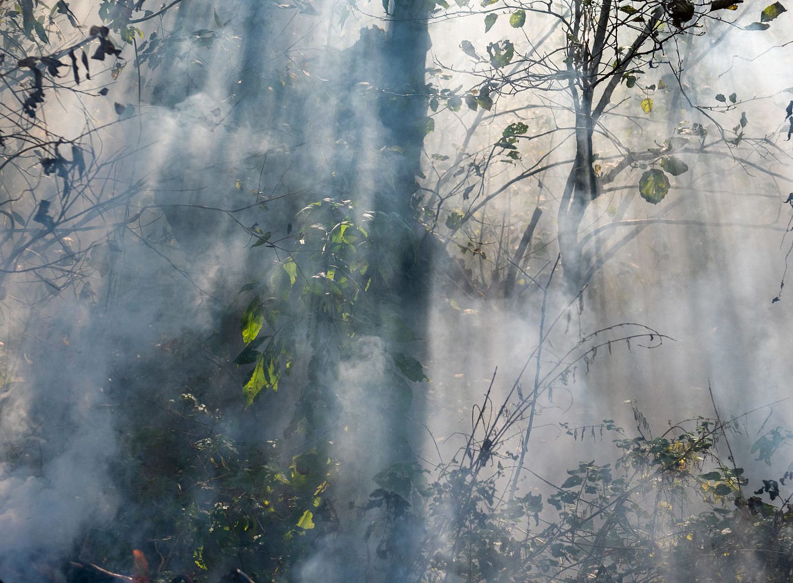 A dense forest scene veiled in thick smoke or mist, where pale rays of light pierce through bare branches and scattered green leaves, creating an e ©@ Denis Ruvić. 