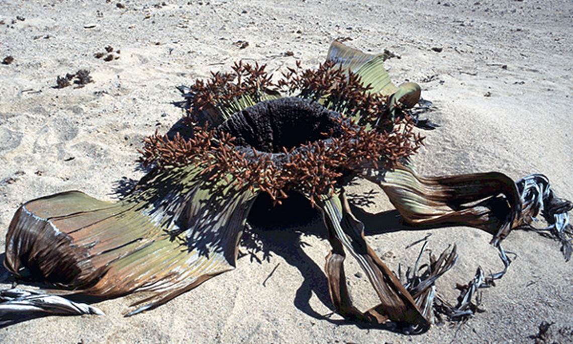 Die sonderbare Wüstenpflanze welwitschia mirabilis steht im Mittelpunkt einer Ausstellung an der Uni Graz.