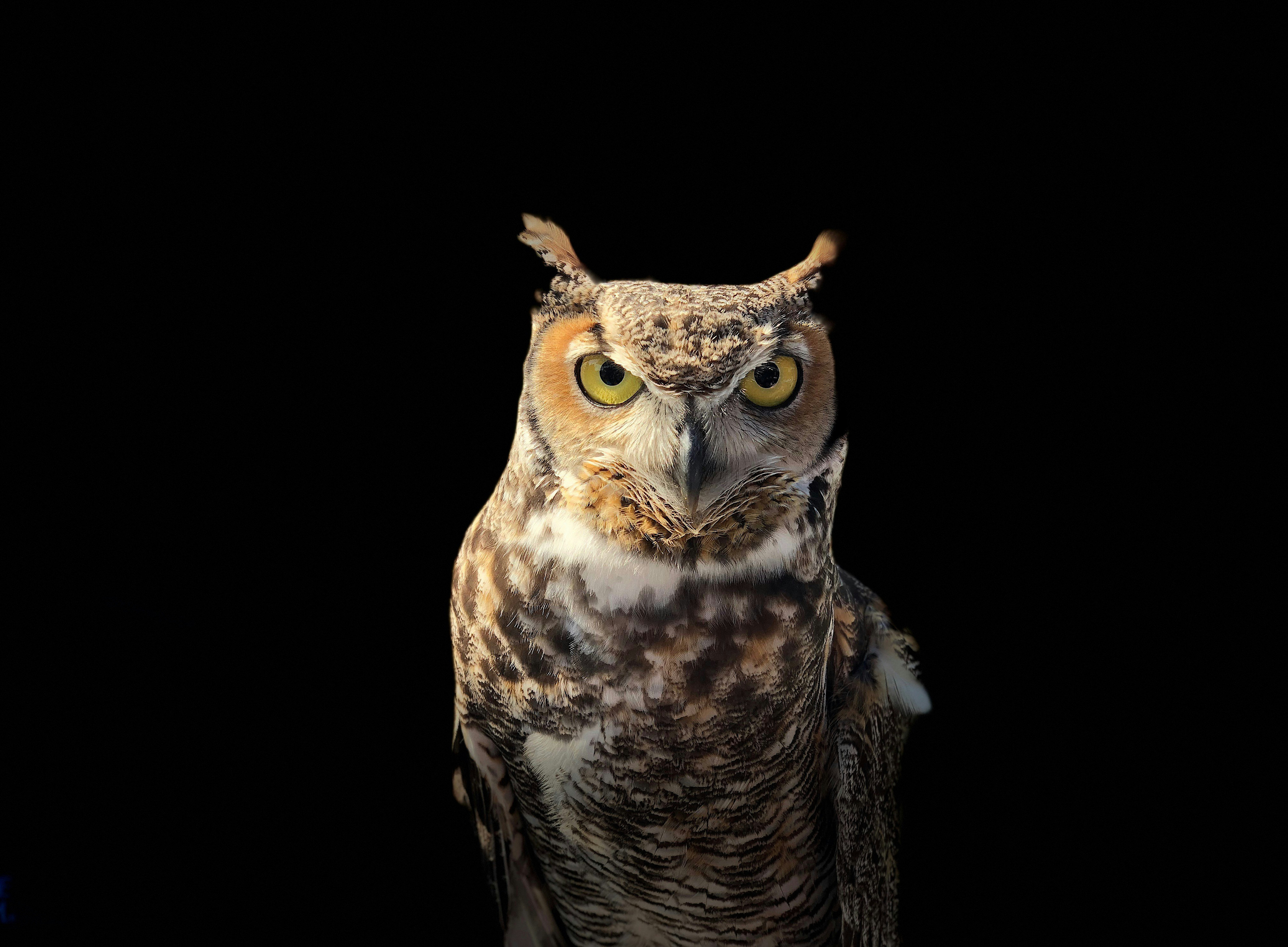 Eule mit scharfem Blick vor schwarzem Hintergrund ©James via unsplash.com