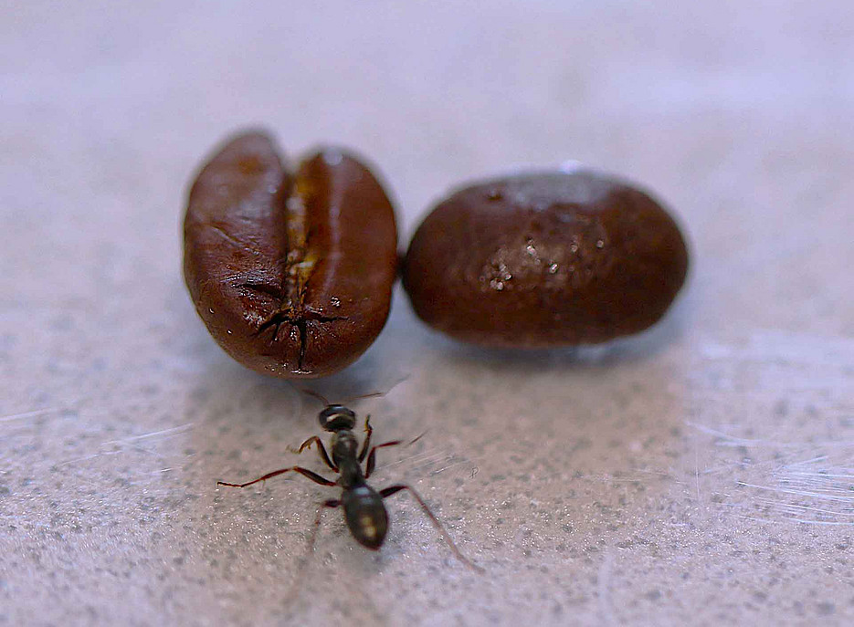 Ameise und Kaffeebohne 