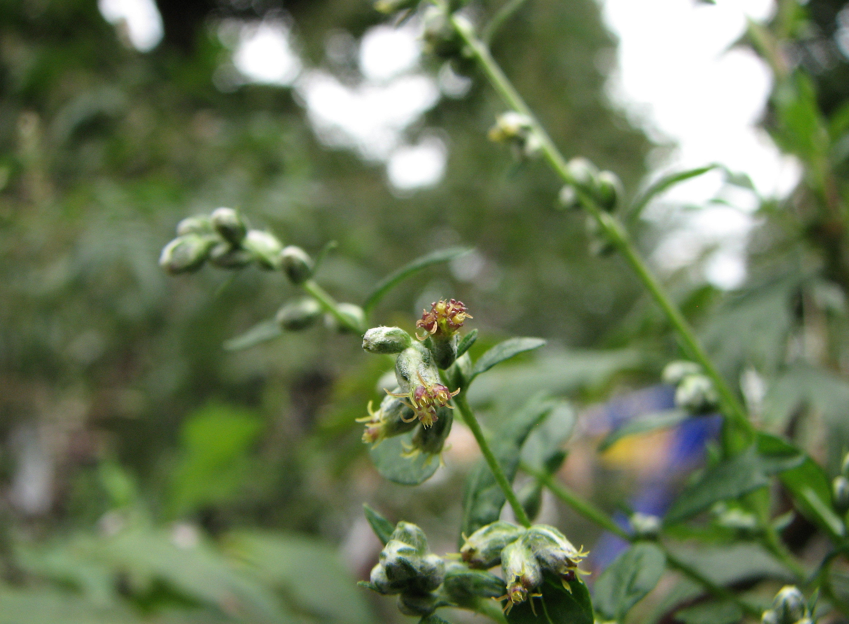 Artemisia sp. 