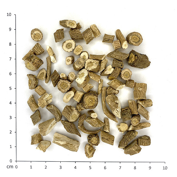 Färberwaidwurzel ©Uni Graz - Bucar/Tropper