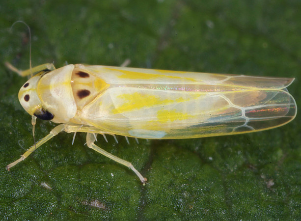 Nahaufnahme einer Japanischen Rebenblattzikade (Arboridia kakogawana) auf einem grünen Blatt. Das Insekt ist länglich, überwiegend gelblich mit durchscheinenden Flügeln und dunklen Punkten am Kopf. Die feinen Beinchen und die Flügeladern sind deutlich zu erkennen, der Hintergrund ist unscharf. ©Gernot Kunz