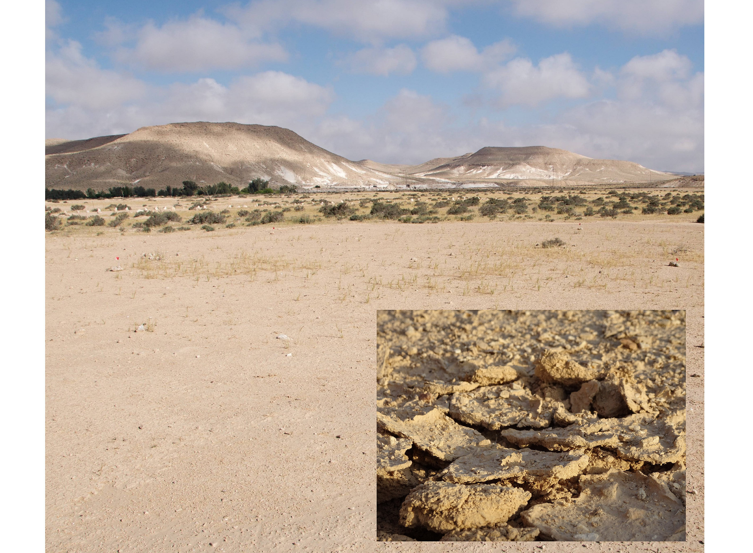 Strategies of desert biocrust bacteria 