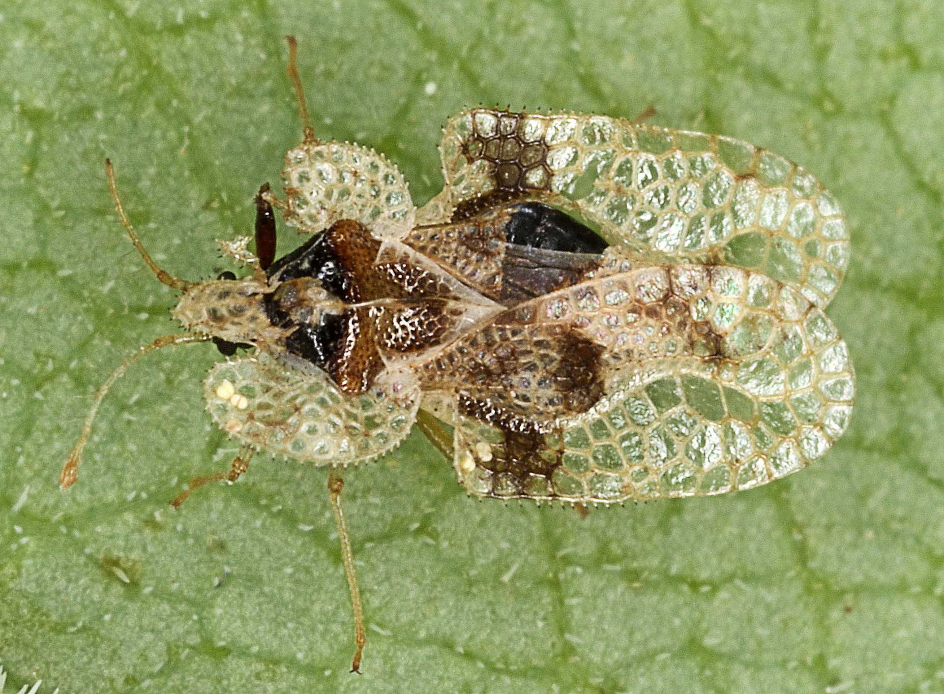 Macro photograph of an oak lace bug on a leaf ©University of Graz/Kunz