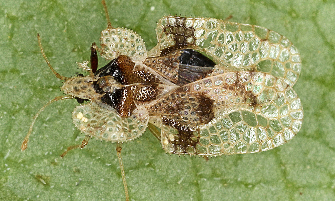 Macro photograph of an oak lace bug on a leaf
