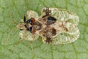 Macro photograph of an oak lace bug on a leaf