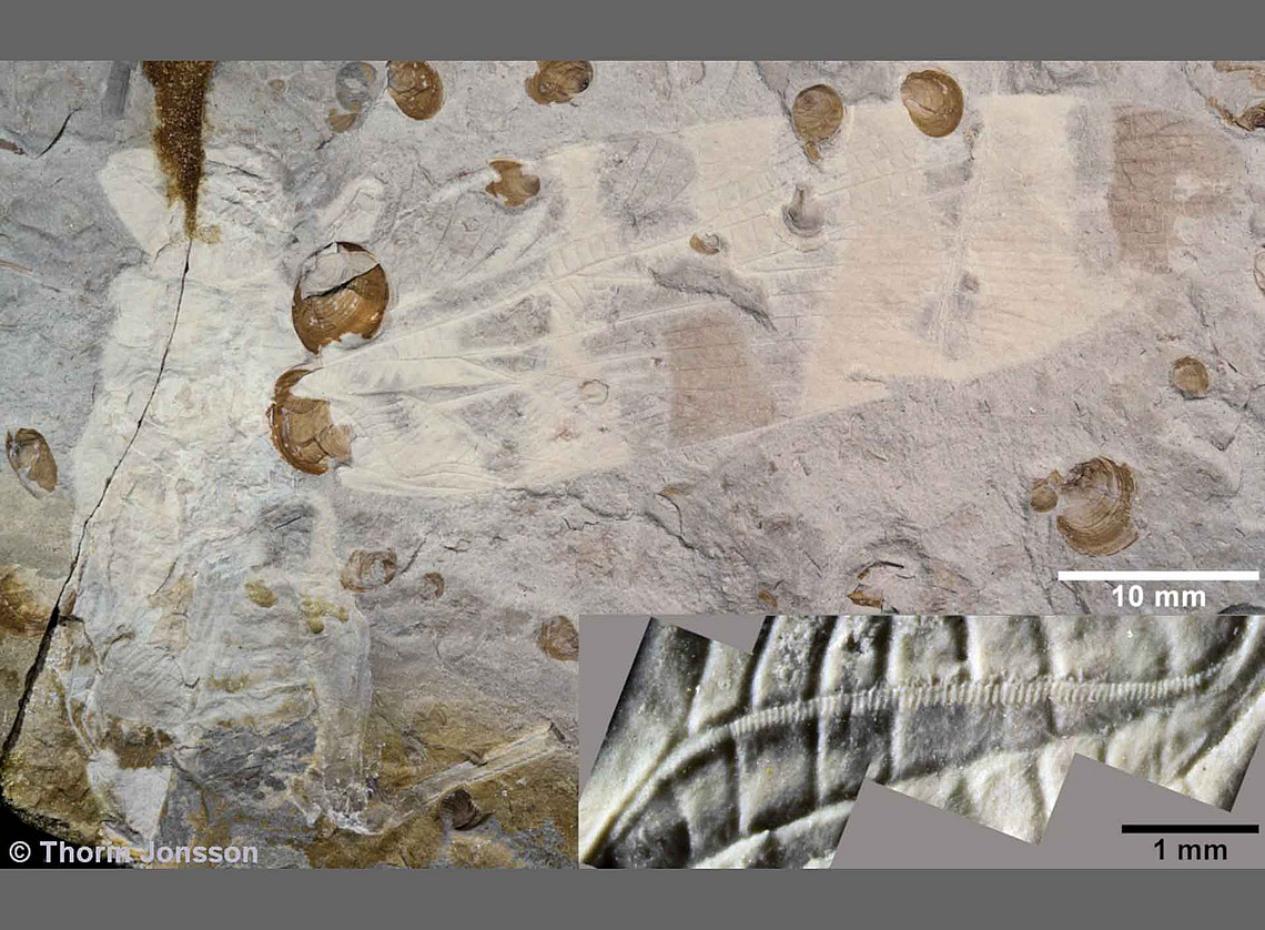 Aufnahme eines Fossil, man erkennt versteinerte Fügel 