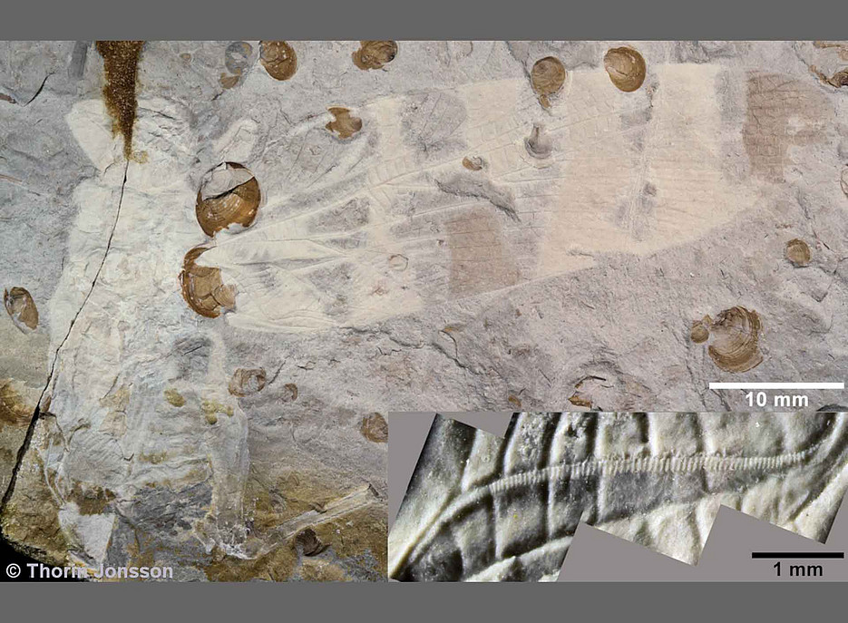 Aufnahme eines Fossil, man erkennt versteinerte Fügel 