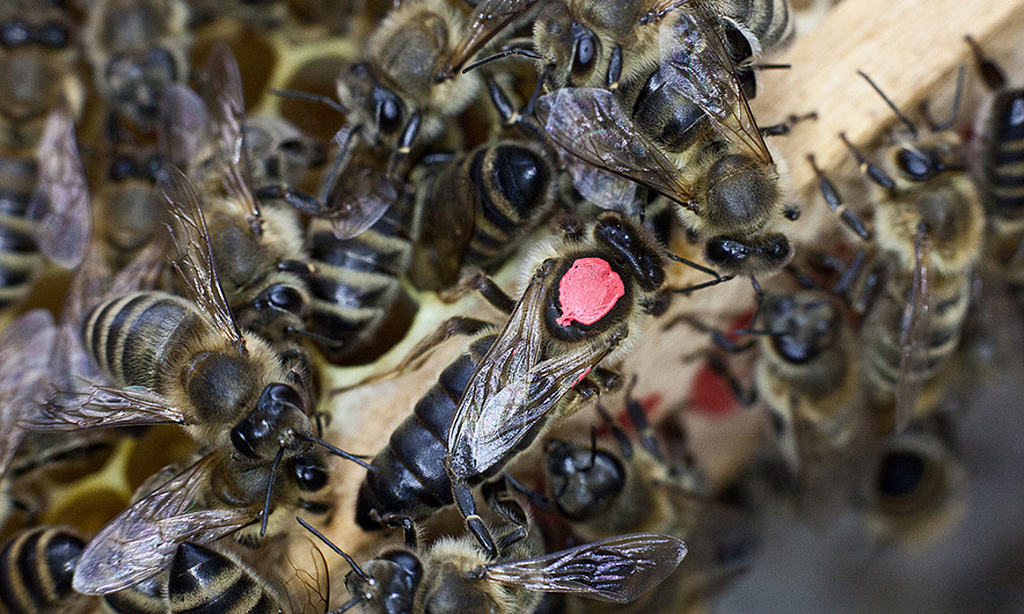Die Bienenkönigin erschnüffelt an ihren Arbeiterinnen Krankheiten und reagiert darauf. Foto: Nikola Milatovic