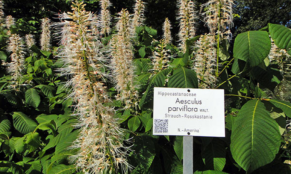 Ausgewählte Pflanzen im Botanischen Garten sind ab sofort mit QR-Codes versehen, die zu näheren Informationen auf Wikipedia verlinken.