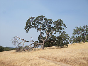 Tree (Nassim Balestrini) ©Nassim Balestrini