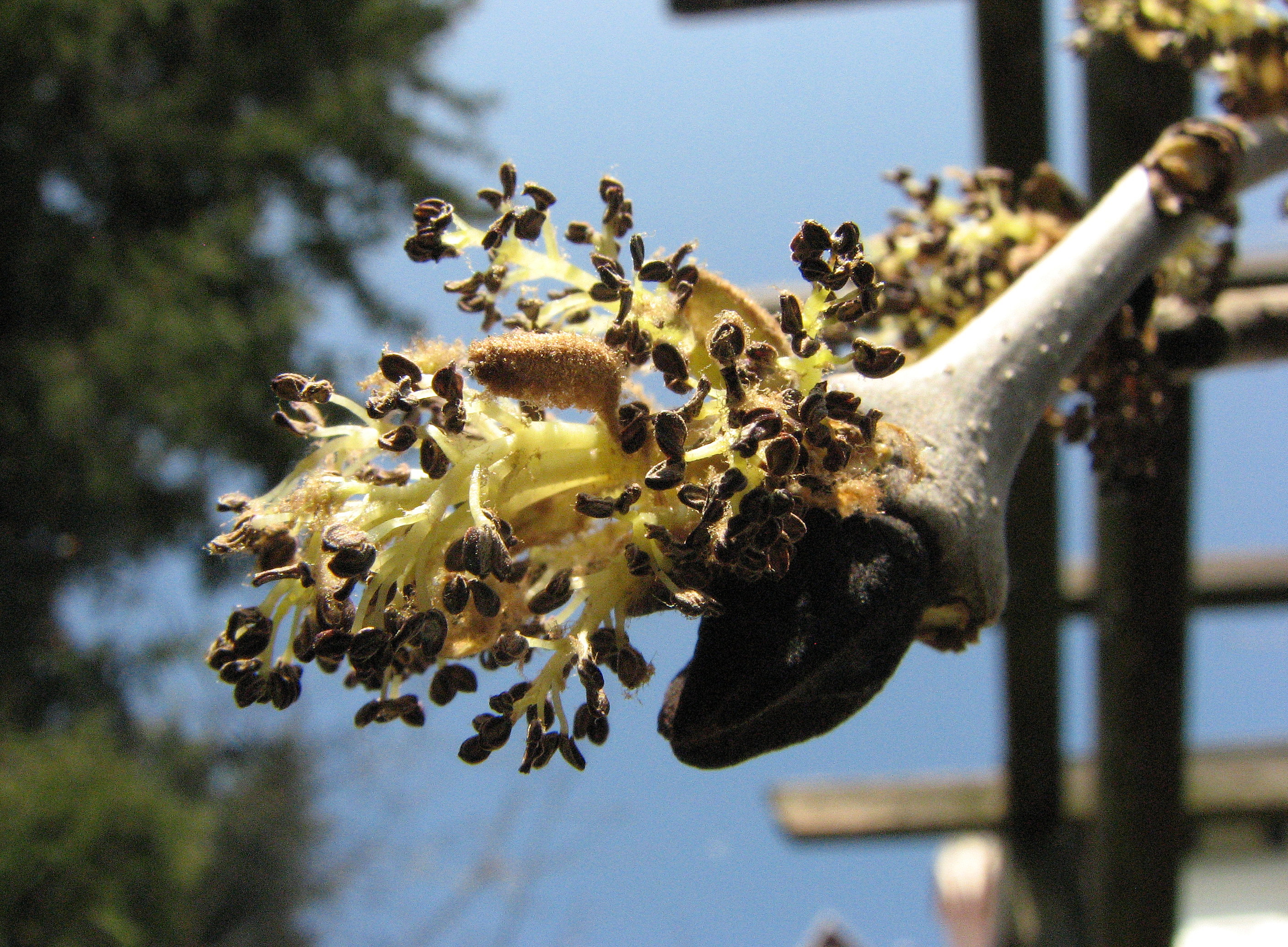 Eschen Blütenstand 