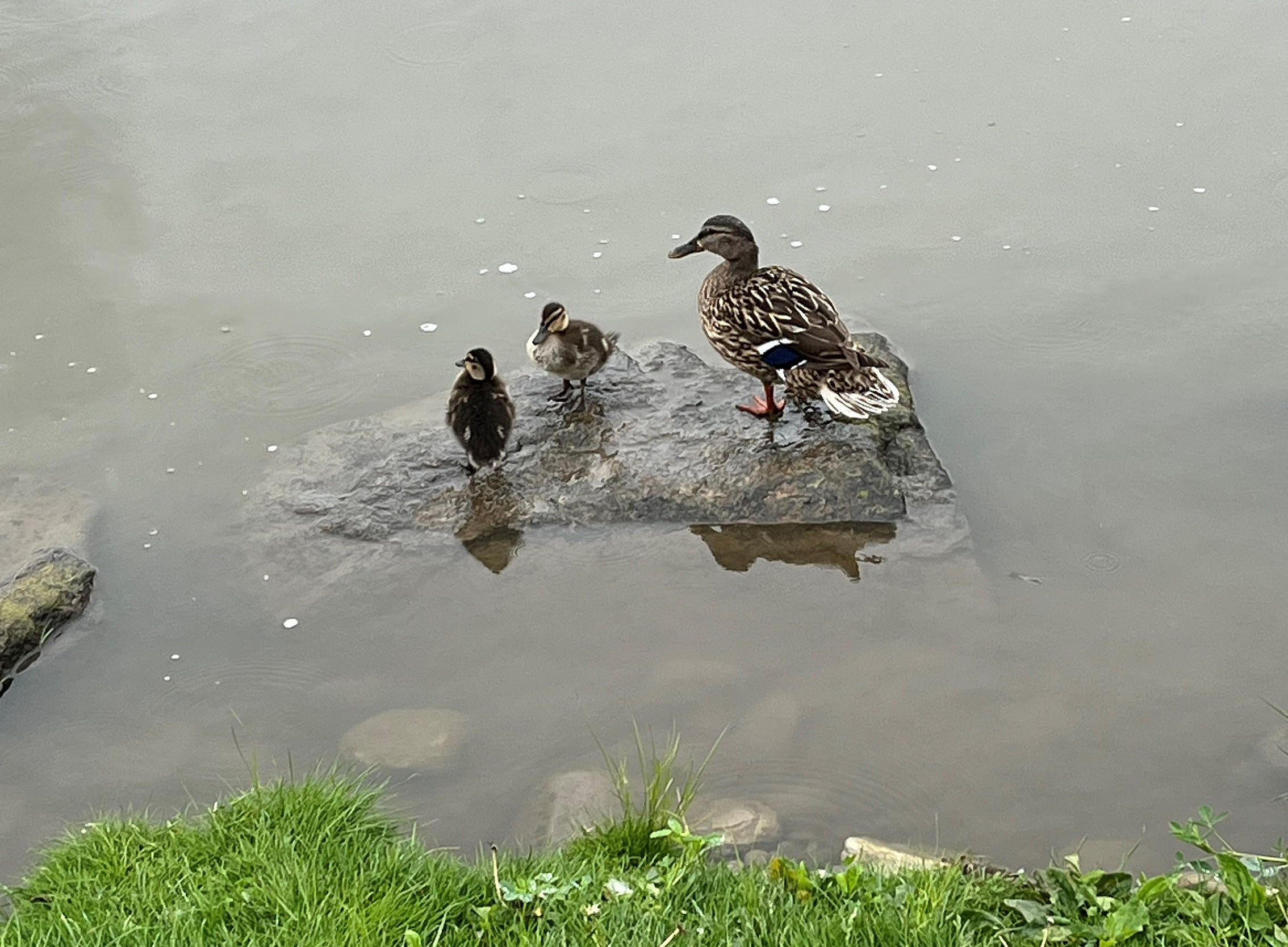 Enten in der Mur, Stadlbauer, Juni 2025 
