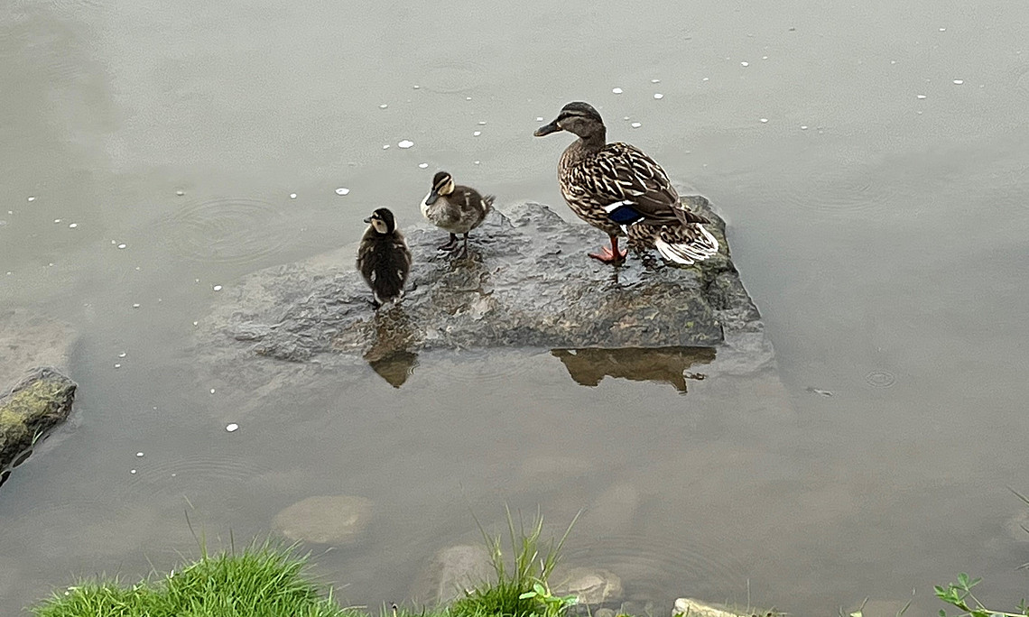 Enten in der Mur, Stadlbauer, Juni 2025
