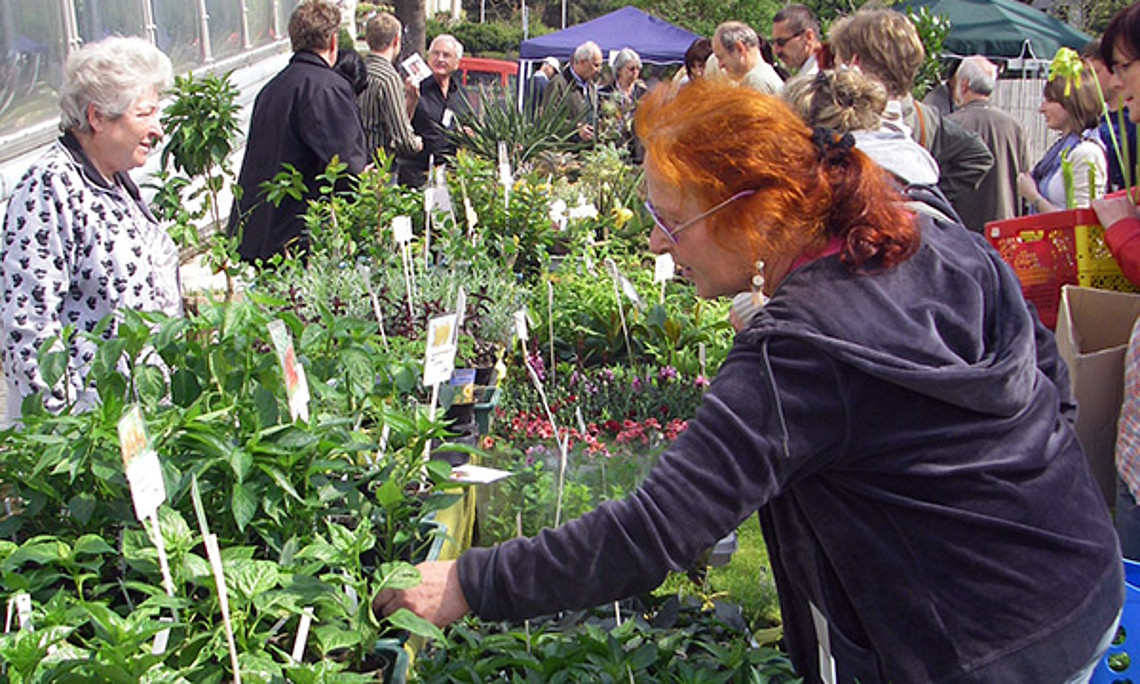 Seltene Kräuter oder ausgefallene Gemüsesorten bekommt man neben vielen anderen Stauden und Sträuchern beim Pflanzenraritätenmarkt im Botanischen Garten.