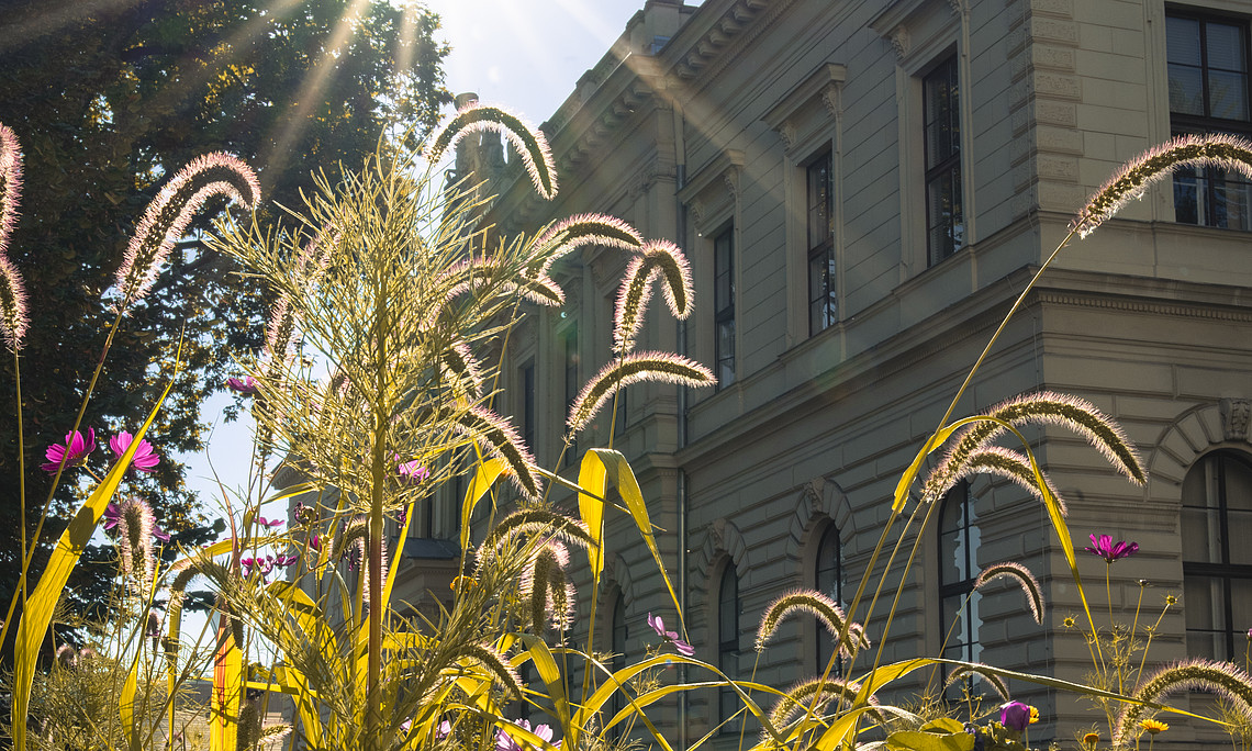 Blühwiese vor Hauptgebäude, Foto: Angele