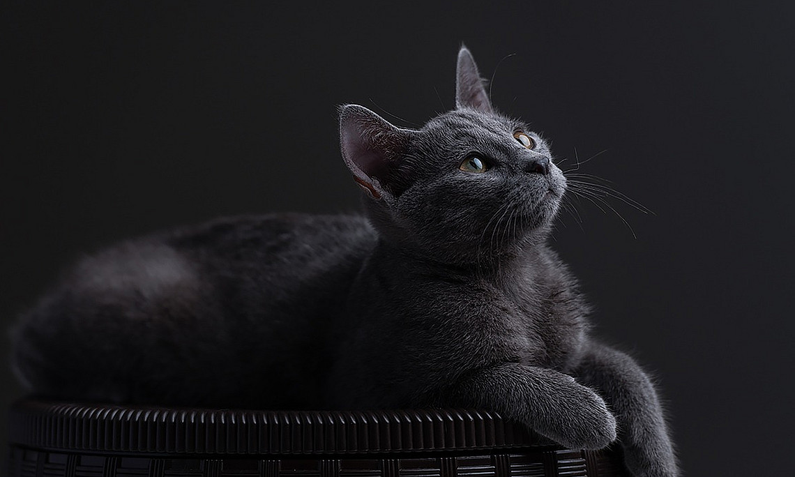 Katze