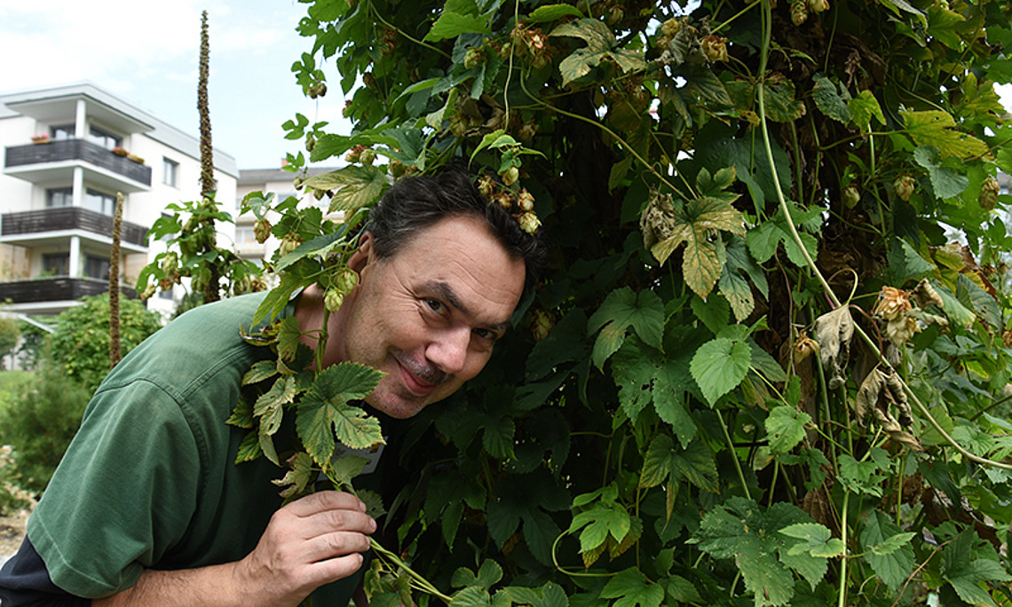 Hopfen wächst im Botanischen Garten. Rene Michalski verriet bei seinen Führungen Wissenswertes über die Kulturpflanze. Fotos: Uni Graz/Schweiger 