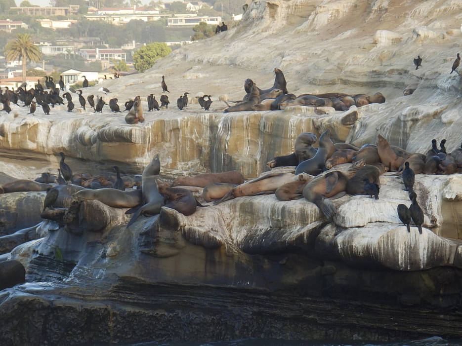 Seal Rock ©Global Diary | Lisa Magnes