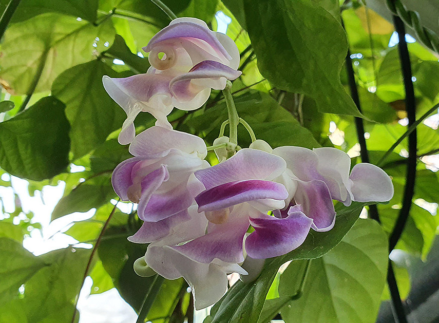 Vigna caracalla UG 