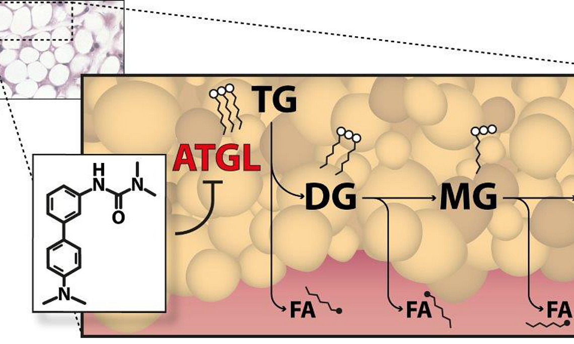 Das Molekül Atglistatin hemmt das Enzym ATGL beim Abbau von Fett – von Triglyzeriden zu Diglyzeriden zu Monoglyzeriden und Glyzerin. Dabei entstehen auch freie Fettsäuren (FA – Fatty Acids). Foto: IMB/Uni Graz