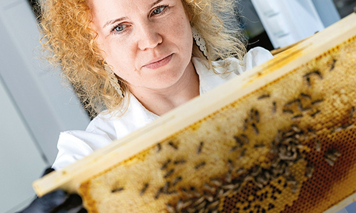 Wie Bienen ihre Staaten bilden, beobachtet Dalial Freitak. Foto: Marija Kanizaj