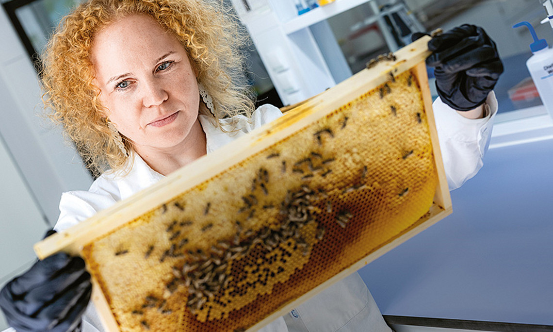 Wie Bienen ihre Staaten bilden, beobachtet Dalial Freitak. Foto: Marija Kanizaj