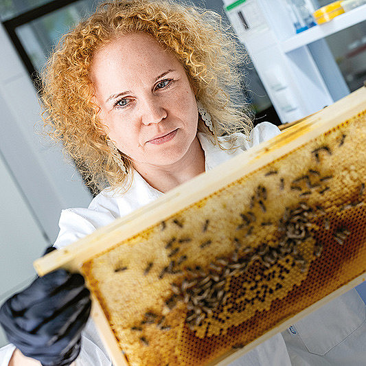 Wie Bienen ihre Staaten bilden, beobachtet Dalial Freitak. Foto: Marija Kanizaj 