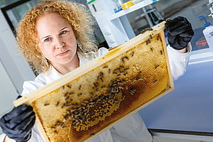 Wie Bienen ihre Staaten bilden, beobachtet Dalial Freitak. Foto: Marija Kanizaj