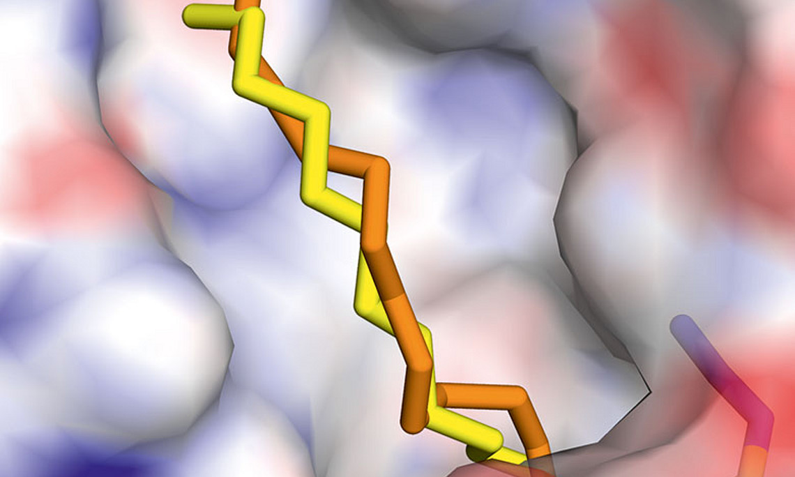 Oberfläche der Monoglyzerid-Lipase (MGL) mit der Monoglyzerid-ähnlichen Substanz in der Bindetasche: Die MGL nimmt den Fettsäurerest des Monoglyzerids in einer Vertiefung auf.