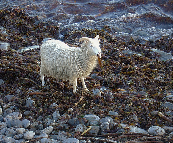 [Translate to English:] Freilebendes North Ronaldsay Schaf beim Fressen von Algen am Strand von North Ronaldsay