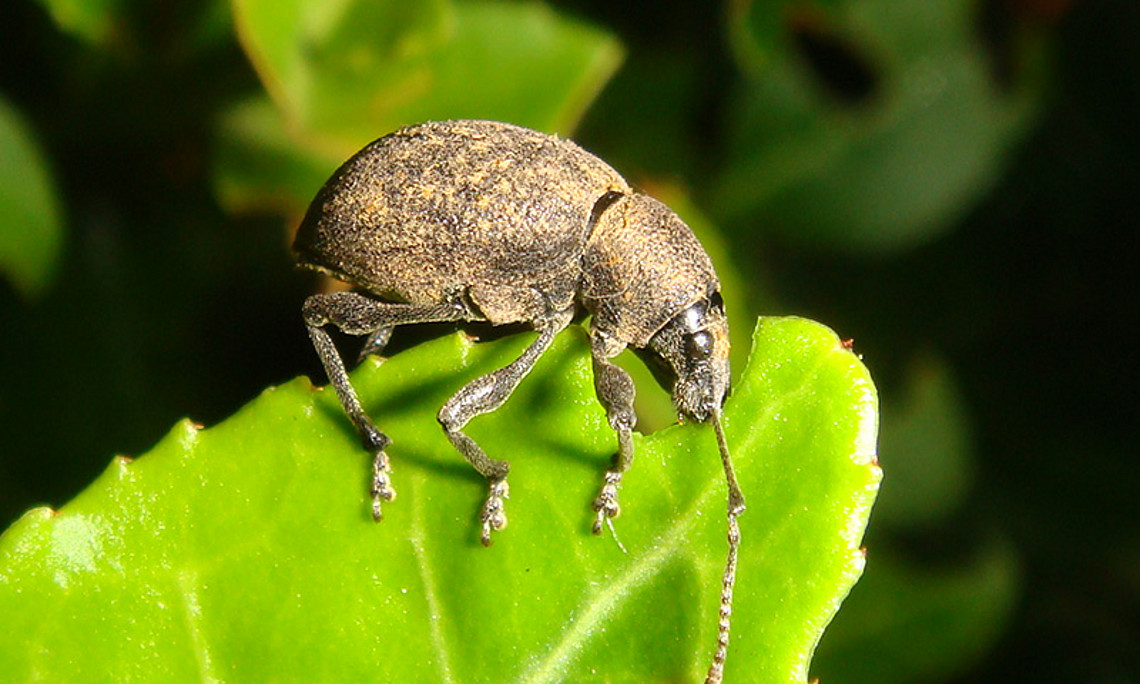 Die Fresswut des Gürteltier-Dickmaulrüsslers setzt Forstwirtschaft und Gartenfreunden zu. Pinien-Aroma vertreibt den Schädling. Foto: Curculia Institut Hannover/Peter Sprick