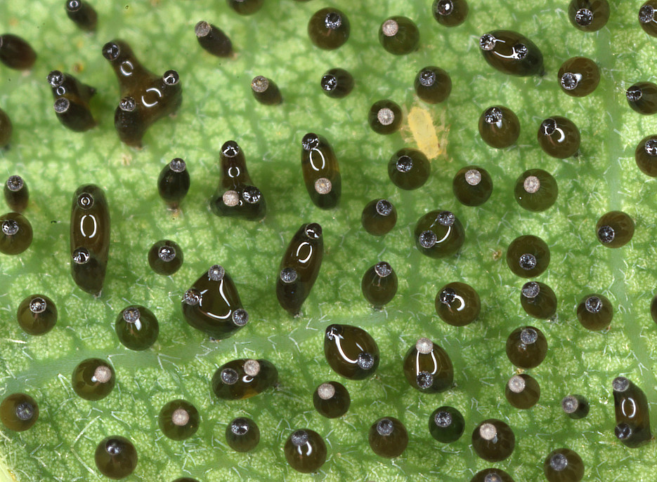 The black eggs of the oak lace bug on a green leaf ©University of Graz/Kunz