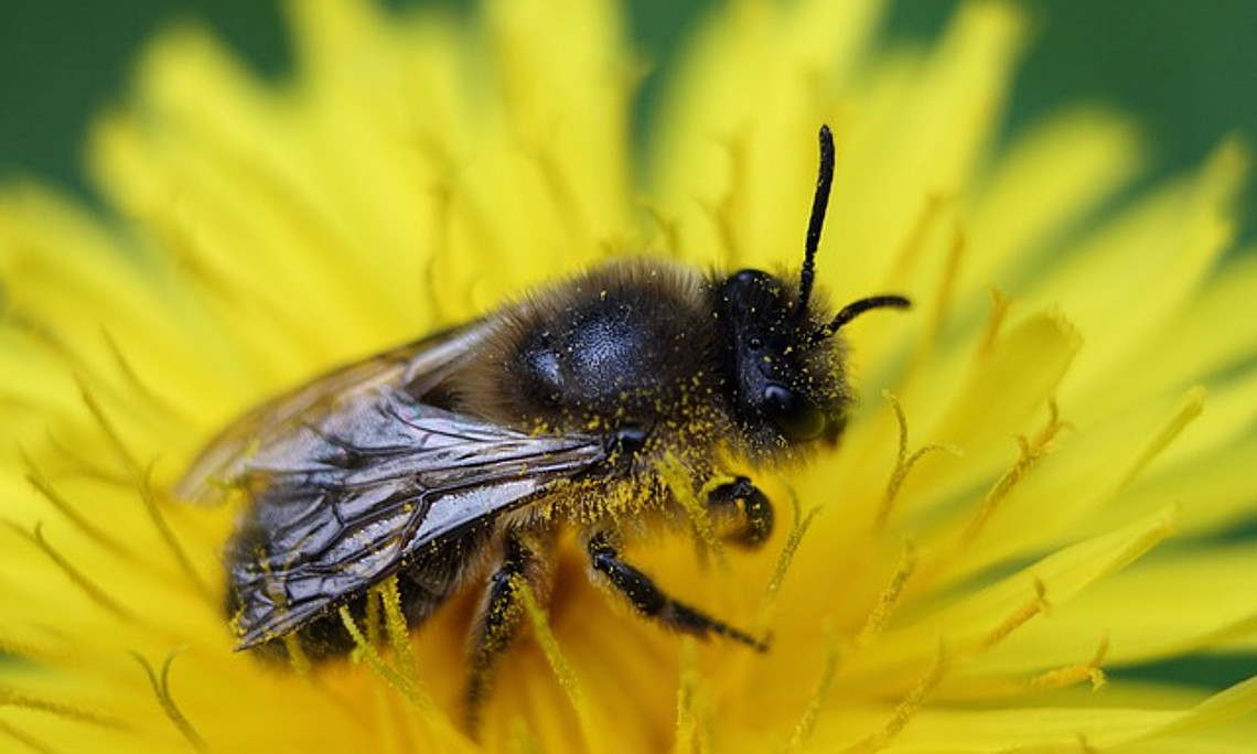 Ob Impfstoffe für die von der Faulbrut-Seuche gefährdeten Honigbiene... (Foto: DomenicBlair/pixabay.com)