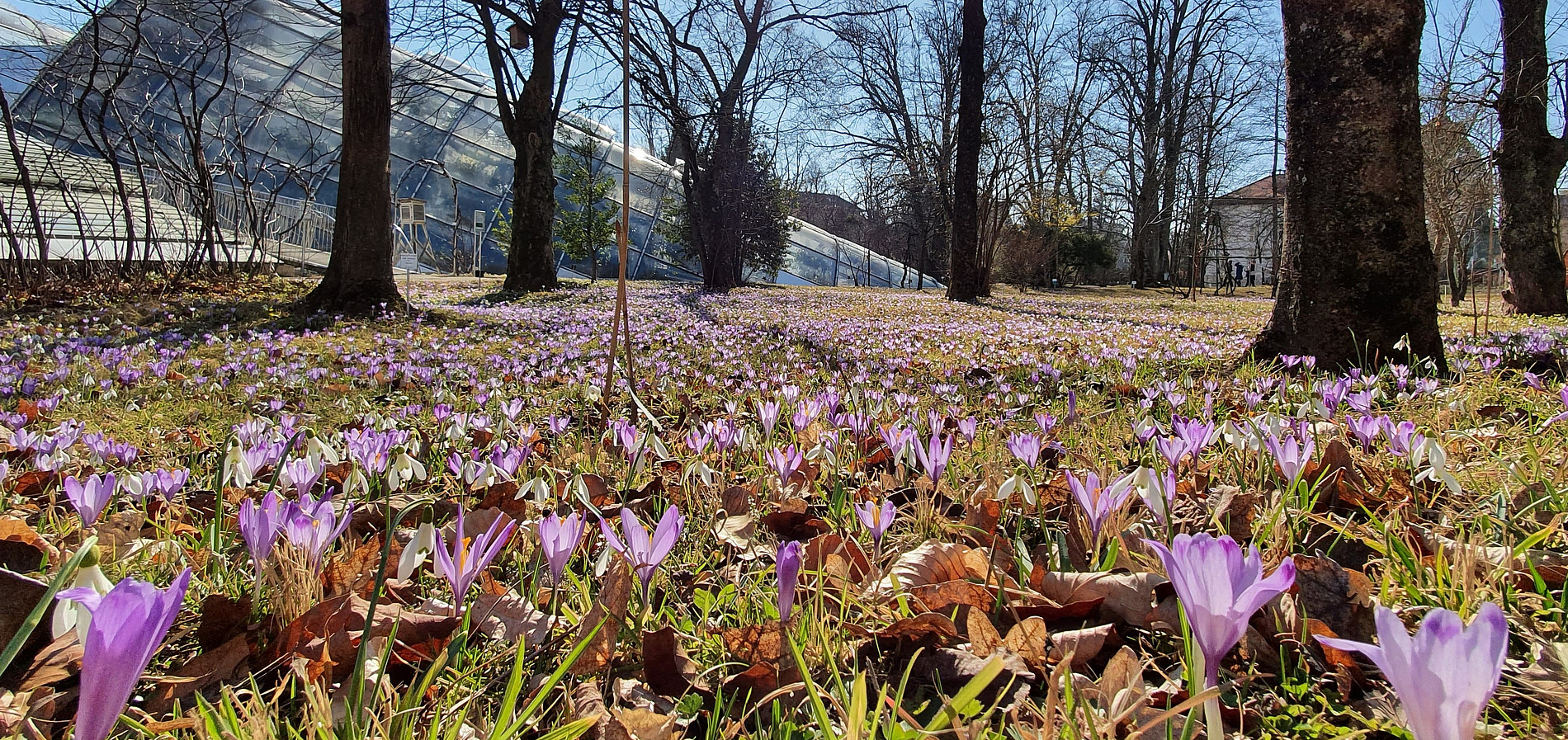 Many crocuses are blooming in a meadow. The greenhouse of the botanical garden can be seen in the background. ©Uni Graz/Ulrike Grube