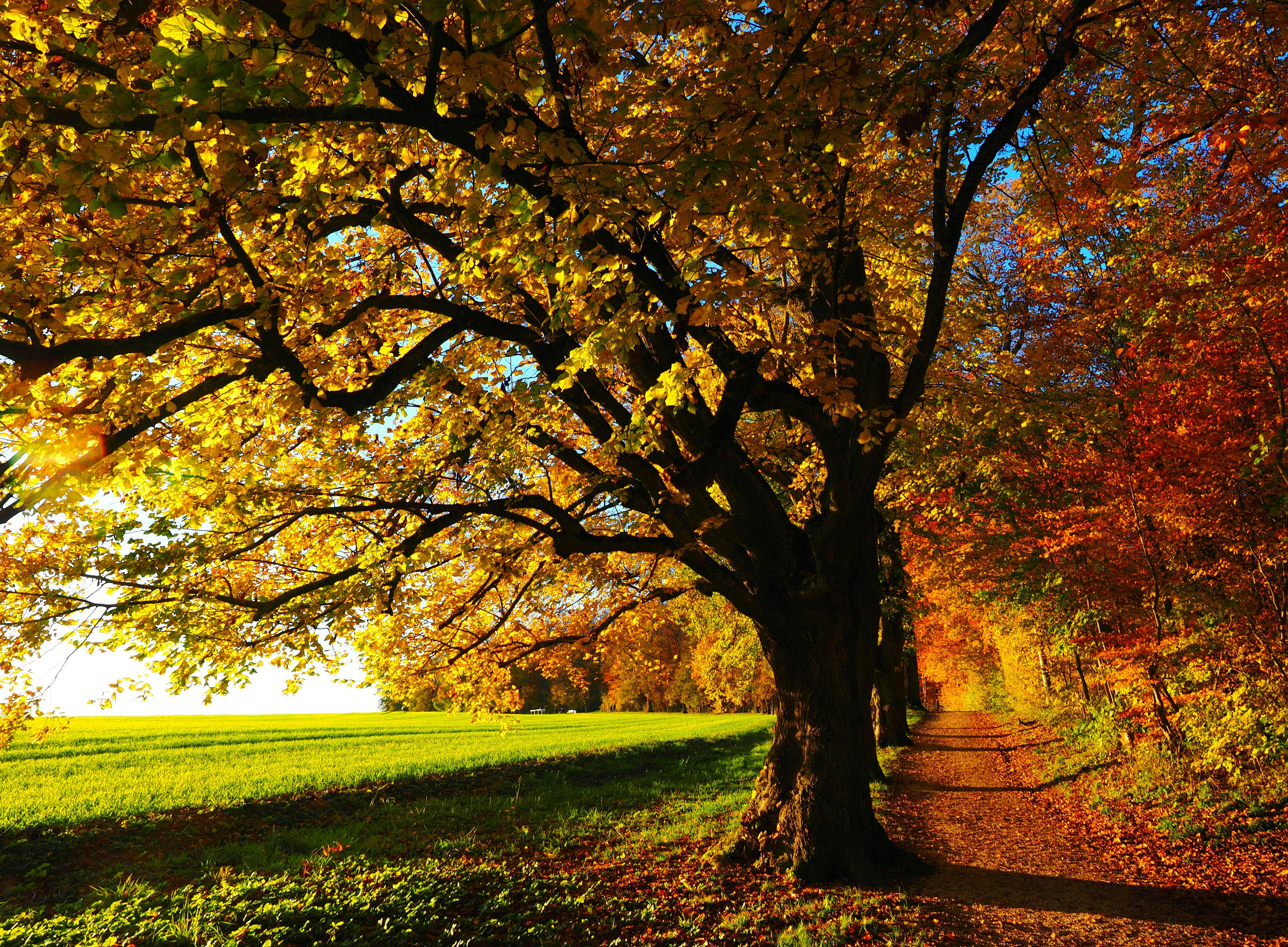 Ein herbstlicher Wald mit einem Pfad. Die Bäume sind in warmen Gelb-, Orange- und Rottönen gefärbt. 