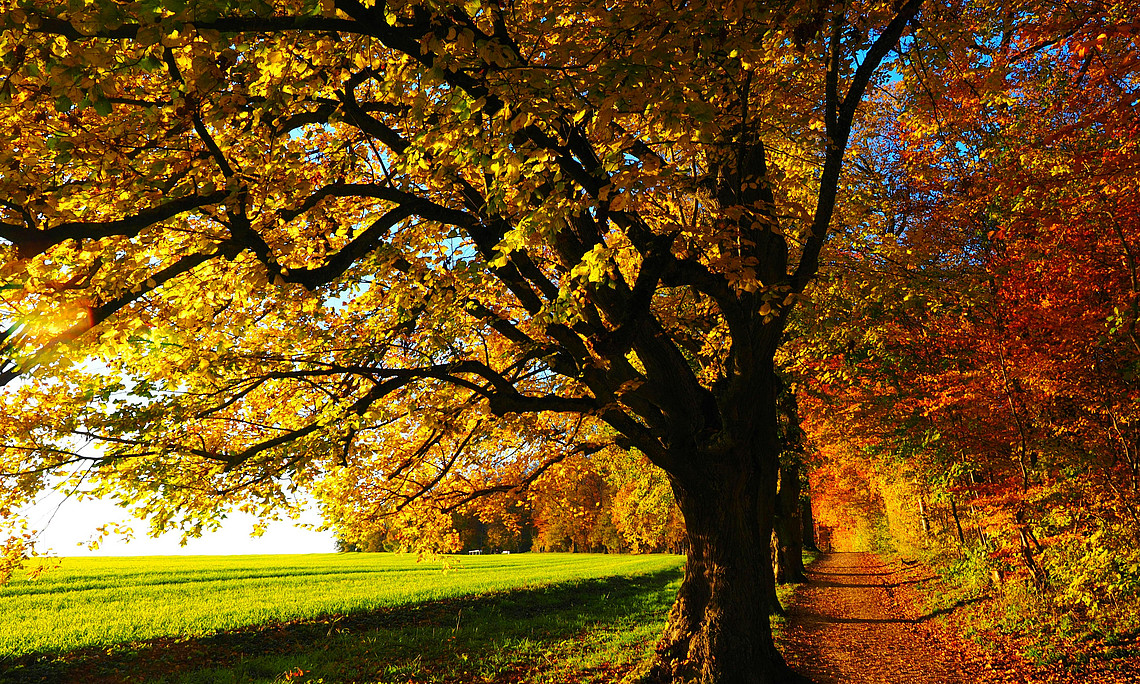 Ein herbstlicher Wald mit einem Pfad. Die Bäume sind in warmen Gelb-, Orange- und Rottönen gefärbt.
