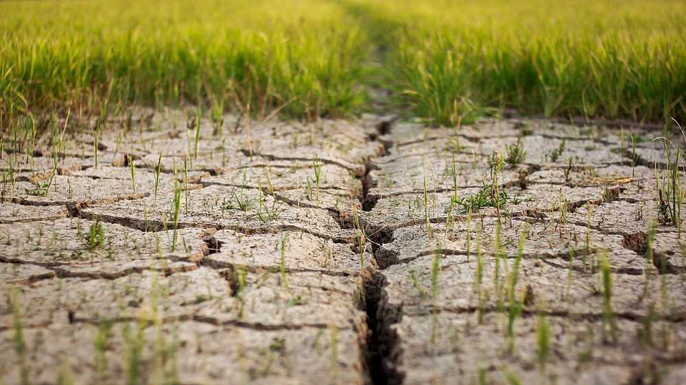 trockene Erde, dahinter Gras symbolisieren das Projekt Basic Needs and Intergenerational Climate Justice ©Apisit - stock.adobe.com