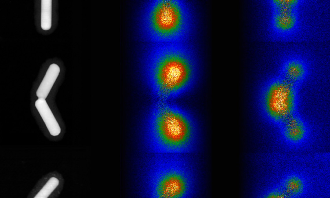Electron microscopy images of nanorod pairs, the middle and right hand rows depict the plasmon modes as visualized by electron spectroscopy (McMaster Univ. / M. Bugnet) 