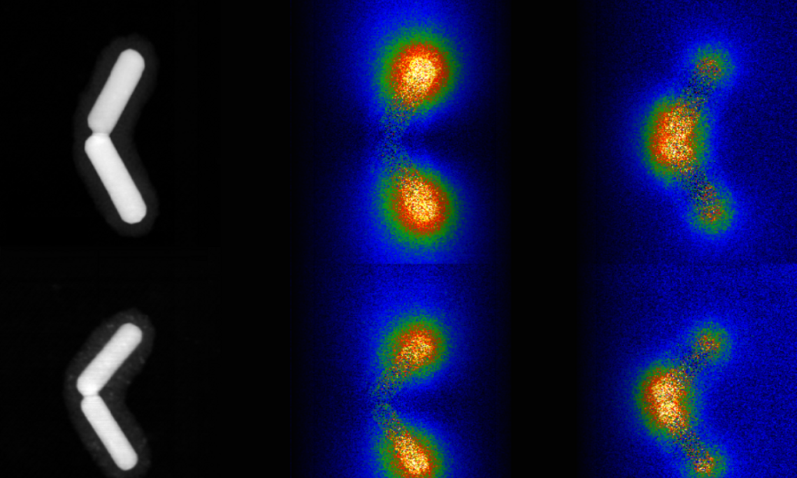 Elektronenmikroskopische Bilder von Nanostäbchen-Paaren, die mittlere und rechte Reihe zeigt die mittels Elektronenspektroskopie abgebildeten Plasmonenmoden. Bild: McMaster Univ./M. Bugnet 